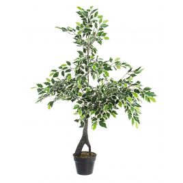 Bizzotto pianta ficus variegato con vaso x760f